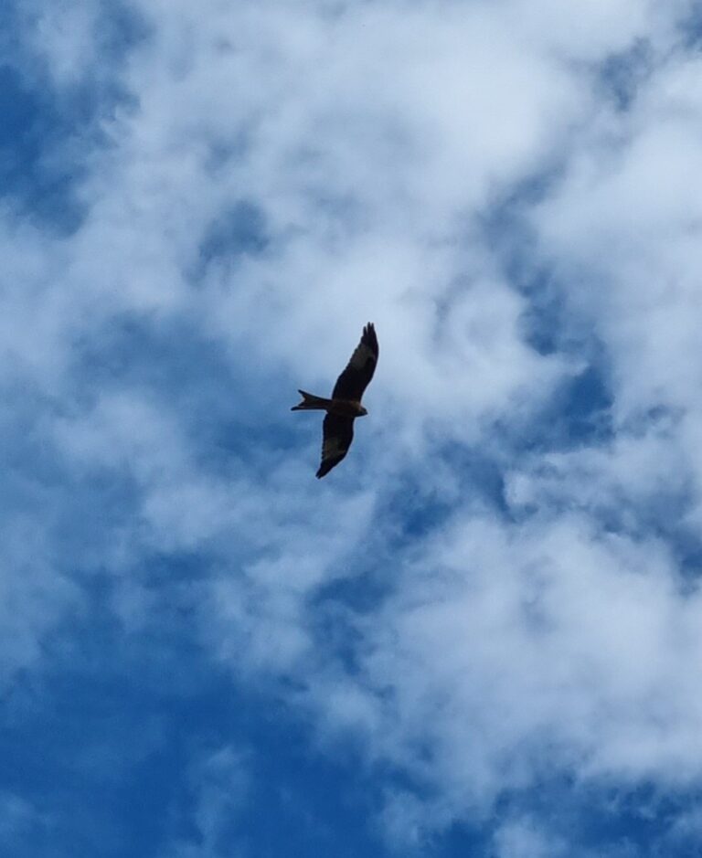 Raubvogel am Himmel als Symbol für Weitblick und für Vision