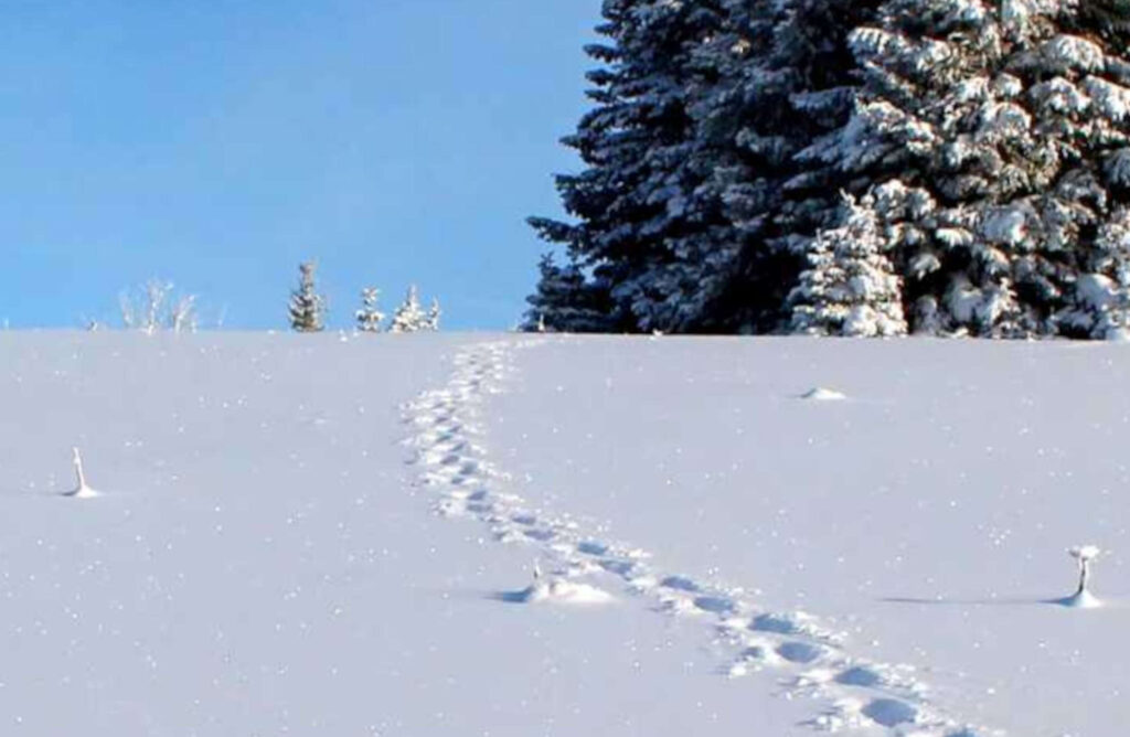 Spuren im Schnee zeigen wie jemand seinen Weg gegangen ist